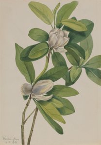 Magnolia della palude Magnolia virginiana da Mary Vaux Walcott