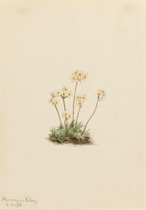 Dolce Androsace Androsace carinata