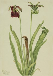 Sarracenia rubra da Mary Vaux Walcott