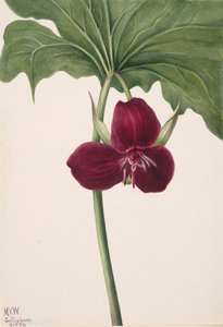 Trillium dolce Trillium vasyi da Mary Vaux Walcott