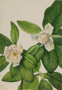 Magnolia virginiana (Sweetbay) da Mary Vaux Walcott