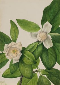 Magnolia virginiana da Mary Vaux Walcott