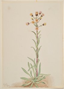 Flebo alto (Erigeron acris) da Mary Vaux Walcott