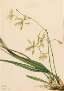 Epidendro di Tampa (Epidendrum tampense) da Mary Vaux Walcott