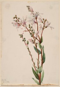 Tarflower (Befaria racemosa) da Mary Vaux Walcott