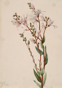 Tarflower Befaria racemosa da Mary Vaux Walcott