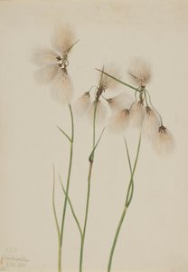 Cotonello (Eriophorum angustifolium) da Mary Vaux Walcott
