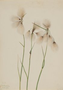 Cotone di palude Eriophorum angustifolium, 1920