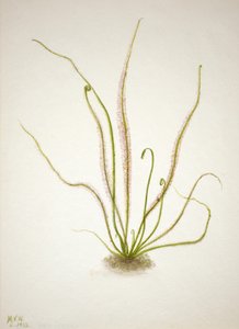 Drosera rotundifolia da Mary Vaux Walcott