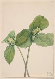 Trillio bruco (Trillium sessile) da Mary Vaux Walcott
