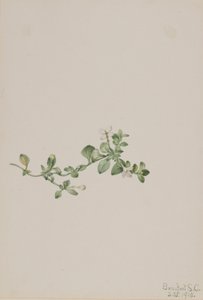 Houstonia rampicante (Houstonia procumbens) da Mary Vaux Walcott