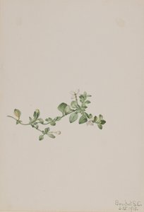Houstonia strisciante Houstonia procumbens, 1918 da Mary Vaux Walcott