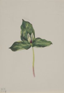 Trillium discolor da Mary Vaux Walcott