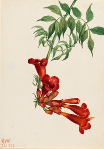 Trombetta (Bignonia radicans) da Mary Vaux Walcott