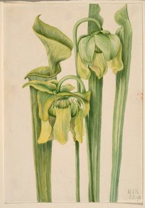 Trombetta (Sarracenia flava) da Mary Vaux Walcott
