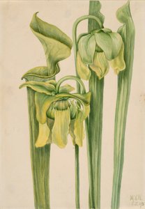Sarracenia flava da Mary Vaux Walcott