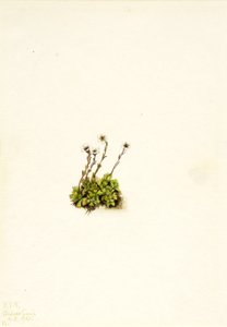 Sassifraga cespitosa, 1921