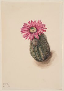 Cactus testa di tacchino (Echinocerus perbellus)