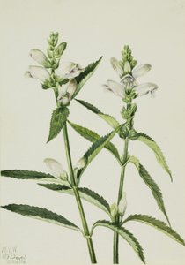 Testuggine (Chelone glabra)