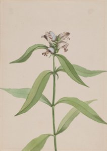 Testuggine (Chelone glabra) da Mary Vaux Walcott
