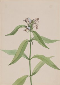 Chelone glabra da Mary Vaux Walcott