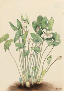 Foglia Gemella Jeffersonia diphylla, 1919