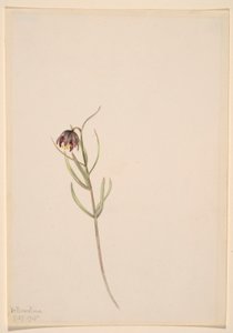 Senza titolo - Studio di un fiore da Mary Vaux Walcott