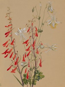 Senza titolo - Studio di un fiore da Mary Vaux Walcott