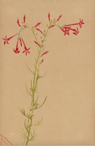 Senza titolo - Studio di un fiore da Mary Vaux Walcott