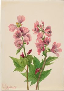 Senza titolo - Studio di un fiore