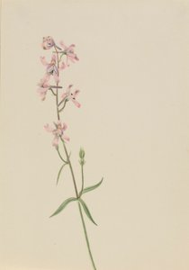 Senza titolo - Studio di un fiore