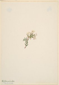 Senza titolo - Studio di un fiore da Mary Vaux Walcott