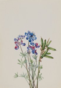 Senza titolo - Studio di un fiore