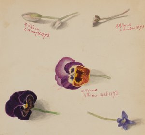 Senza titolo - Studio di fiori, 1873 da Mary Vaux Walcott