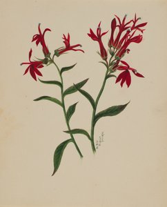 Senza titolo - Studio di fiori da Mary Vaux Walcott