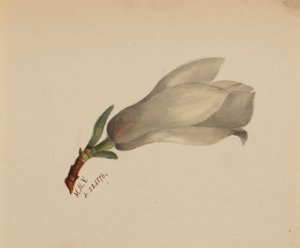 Senza titolo - Studio di fiori da Mary Vaux Walcott