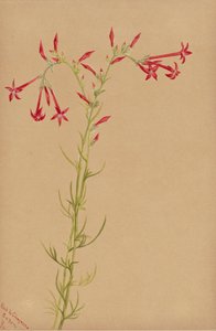 Studio di Fiori senza titolo da Mary Vaux Walcott