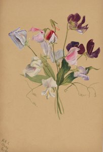 Studio di Fiori da Mary Vaux Walcott