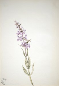 Senza titolo - Studio di fiori da Mary Vaux Walcott