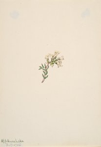 Senza Titolo - Studio di Fiori da Mary Vaux Walcott