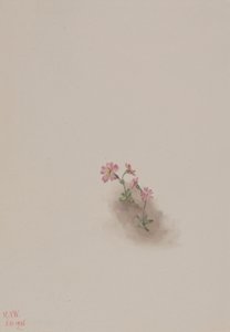 Senza titolo - Studio di fiori, 1936 da Mary Vaux Walcott