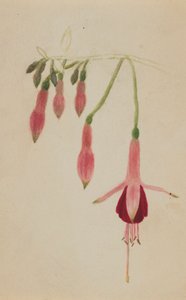 Senza titolo - Studio di fiori, ca. 1872-1874