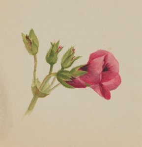 Senza titolo - Studio di fiori, ca. 1876 da Mary Vaux Walcott