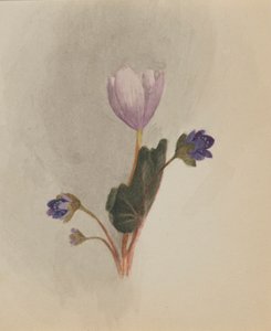Senza titolo - Studio di fiori, ca. 1876 da Mary Vaux Walcott
