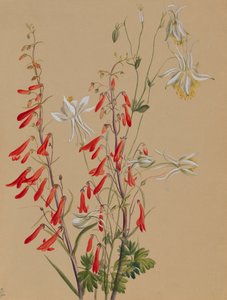 Studio di fiori da Mary Vaux Walcott