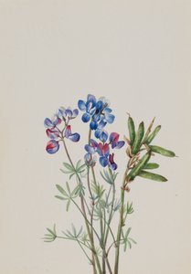 Senza titolo - Studio di Fiori