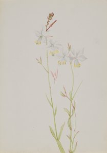 Studio di fiori senza titolo da Mary Vaux Walcott