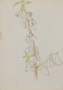 Senza titolo - Studio di fiori da Mary Vaux Walcott