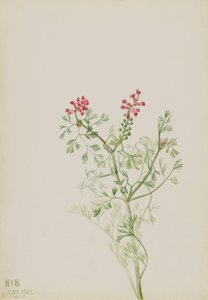 Senza titolo - Studio di una pianta da Mary Vaux Walcott