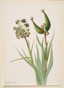 Senza titolo - Studio di una pianta da Mary Vaux Walcott